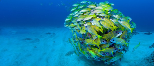 underwater photograph of a shoal of fish