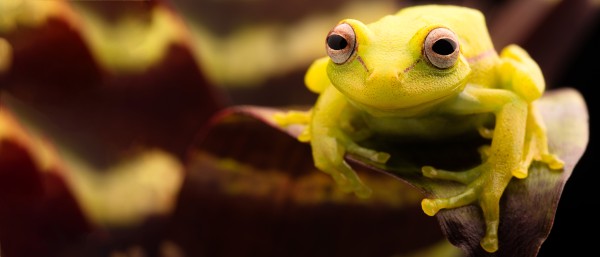 Frog sits on a leaf in a nature park of bolivia