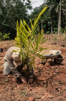 Reforestation