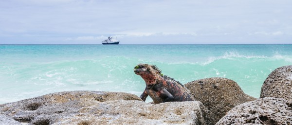 Tierwelt Galapagos