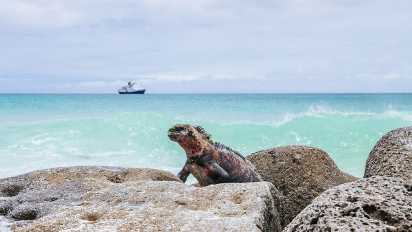 Land iguana, Galapagos