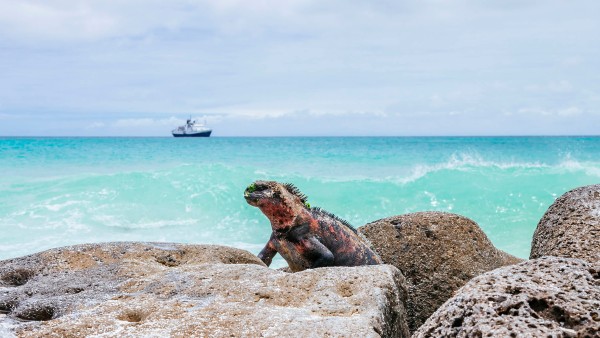 Land iguana, Galapagos