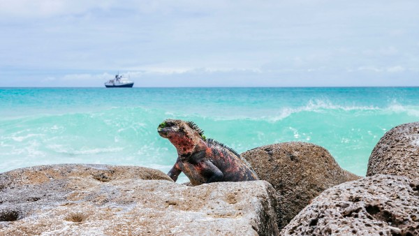 Land iguana, Galapagos