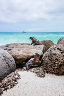 Land iguana, Galapagos