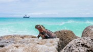 Land iguana, Galapagos