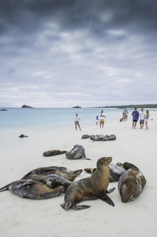 Seelöwen, Galapagos