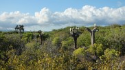 Landscape Galapagos