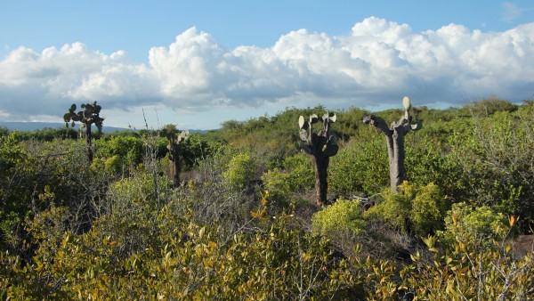 Landschaft Galapagos