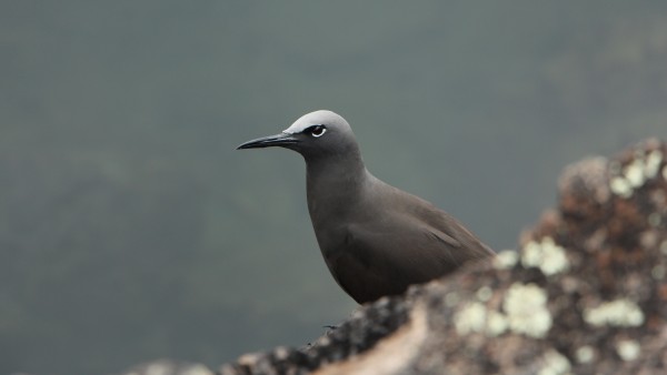 Vogel auf den Galapagosinseln