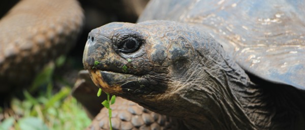 Riesenschildkröte Galapagos