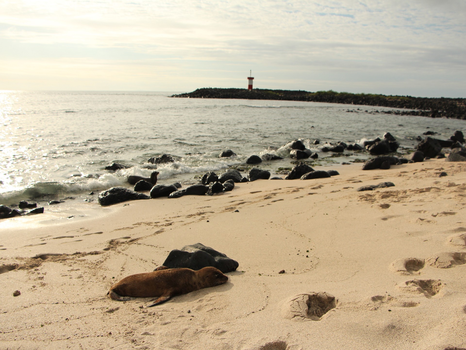 Robbe auf Galapagos