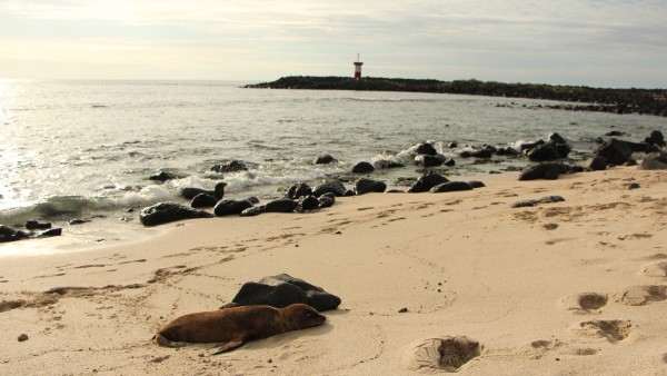 Seal Galapagos