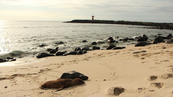 Robbe auf Galapagos