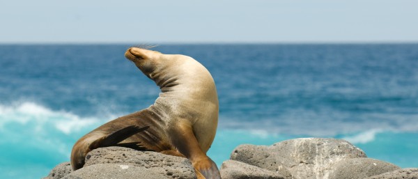Seelöwe beim Sonnenbaden auf Galapagos