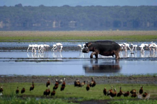 Hippo at iSimangaliso Wetland Park