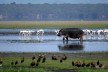 Nilpferd im iSimangaliso-Wetland-Park