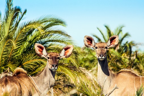 Kudu in the iSimangaliso-Wetland-Park