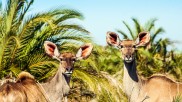 Kudu in the iSimangaliso-Wetland-Park