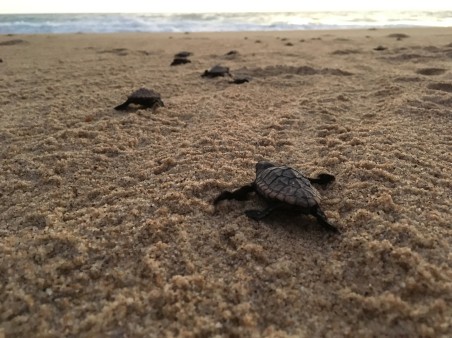 Schildkröte in Bhanga Nek