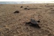 Schildkröte in Bhanga Nek