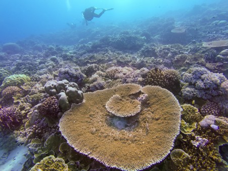 Tubbataha coral reef