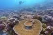 Tubbataha Korallenriff