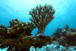 Tubbataha coral reef