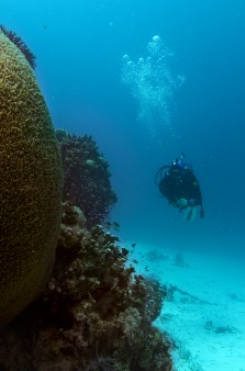 Tubbataha diving