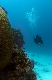 Tubbataha Tauchtourist