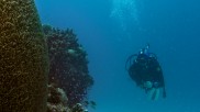 Tubbataha diving