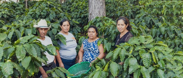 three women and one man standing between tall plants