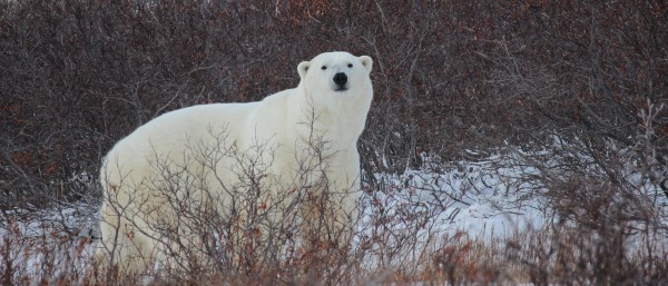 Polar bear in the arctis