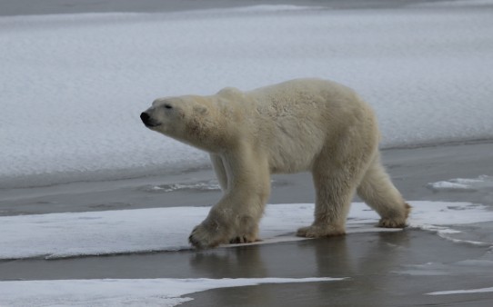 Polar bear in the arctis