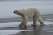 Polar bear in the arctis