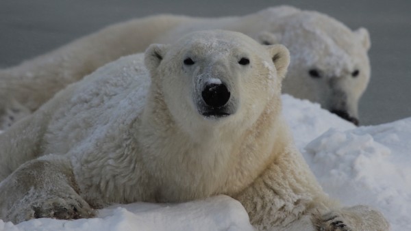 Eisbär in der Arktis