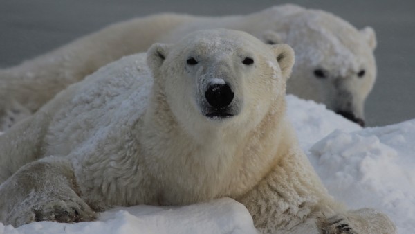 Eisbär in der Arktis
