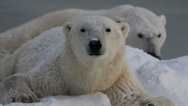 Polar bear in the Arctis