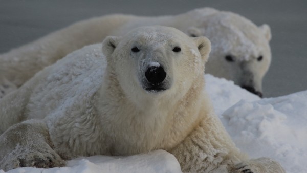 Eisbär in der Arktis