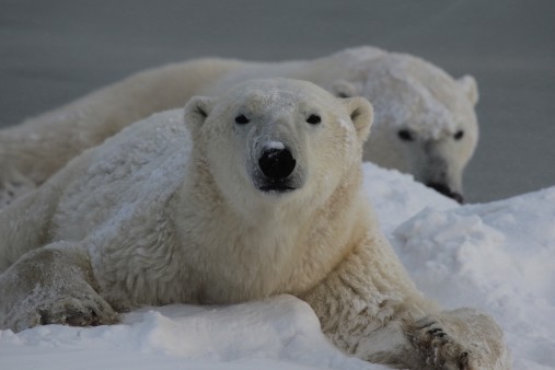 Eisbär in der Arktis