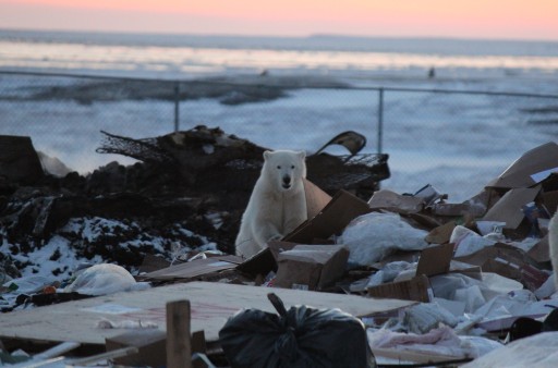 Polar bear looking for food in the garbage