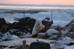 Polar bear looking for food in the garbage