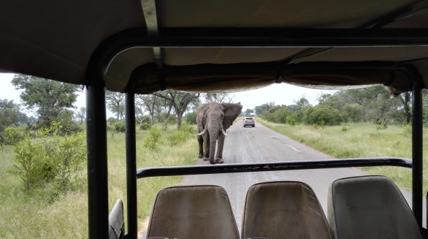 Elefanten-Sichtung auf Safari im Kaza Naturpark 