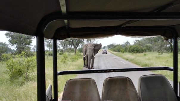 Elephant in Kaza Conservation area