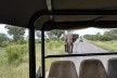 Elephant in Kaza Conservation area