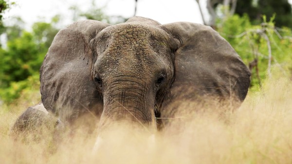 Elefant im Kaza Naturpark