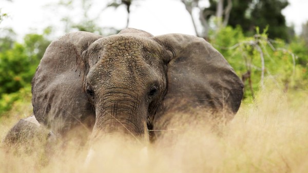 Elefant im Kaza Naturpark