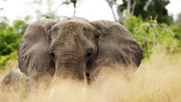 Elefant im Kaza Naturpark