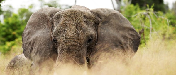 Elefant im Kaza Naturpark