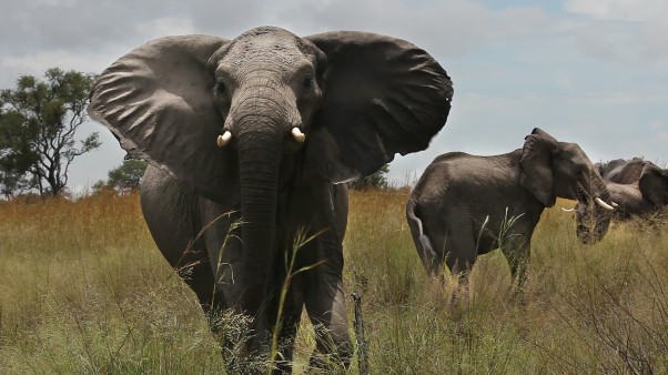 Elephants in Africa