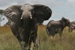 Elephants in Africa